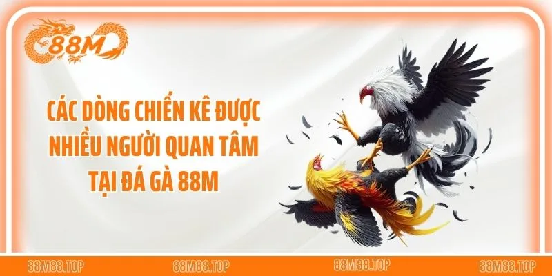 Các dòng chiến kê được nhiều người quan tâm tại đá gà 88M