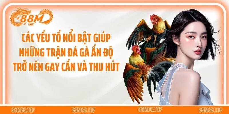 Các yếu tố nổi bật giúp những trận đá gà Ấn Độ trở nên gay cấn và thu hút
