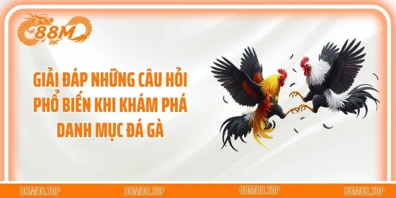 Giải đáp những câu hỏi phổ biến khi khám phá danh mục đá gà