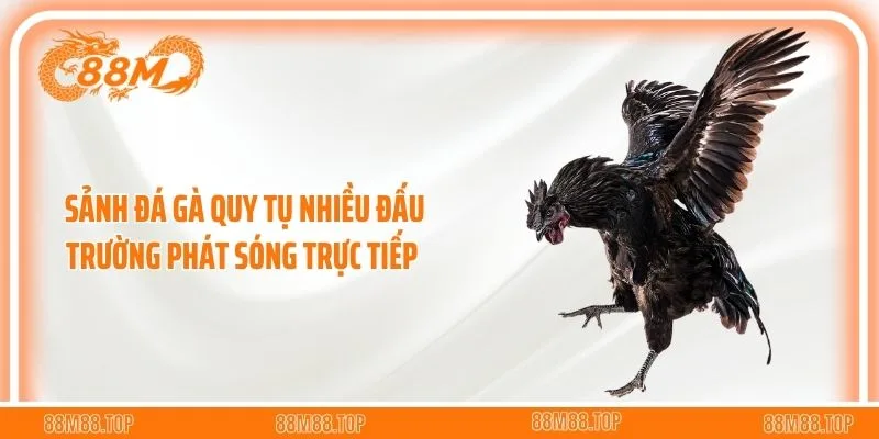 Sảnh đá gà quy tụ nhiều đấu trường phát sóng trực tiếp